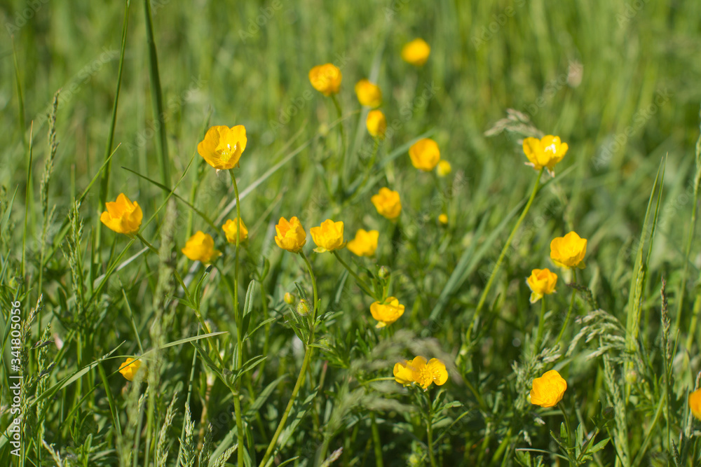 Flowers of sustainable buttercup and grass for organic meadow, outdoors