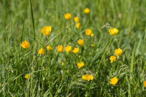 Flowers of sustainable buttercup and grass for organic meadow, outdoors © STUDIO GRAND WEB