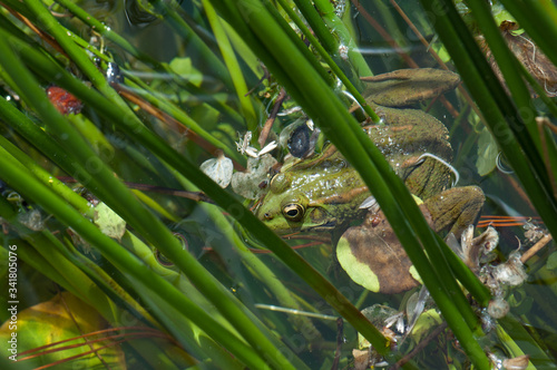 Perez's frog Pelophylax perezi in a pond. La Lajilla. The Nublo Rural Park. Aldea de San Nicolas de Tolentino. Gran Canaria. Canary Islands. Spain. photo