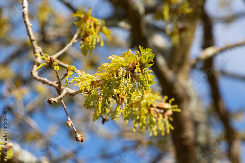 Flowers and leaves of an oak during spring