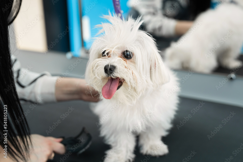 A white dog gets a haircut at a barbershop. Bolonka Bolognese A white dog gets a haircut at a barbershop. Bolonka Bolognese