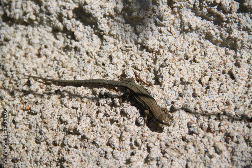 Brown common brown lizard on a wall in the garden Brown common brown lizard on a wall in the garden
