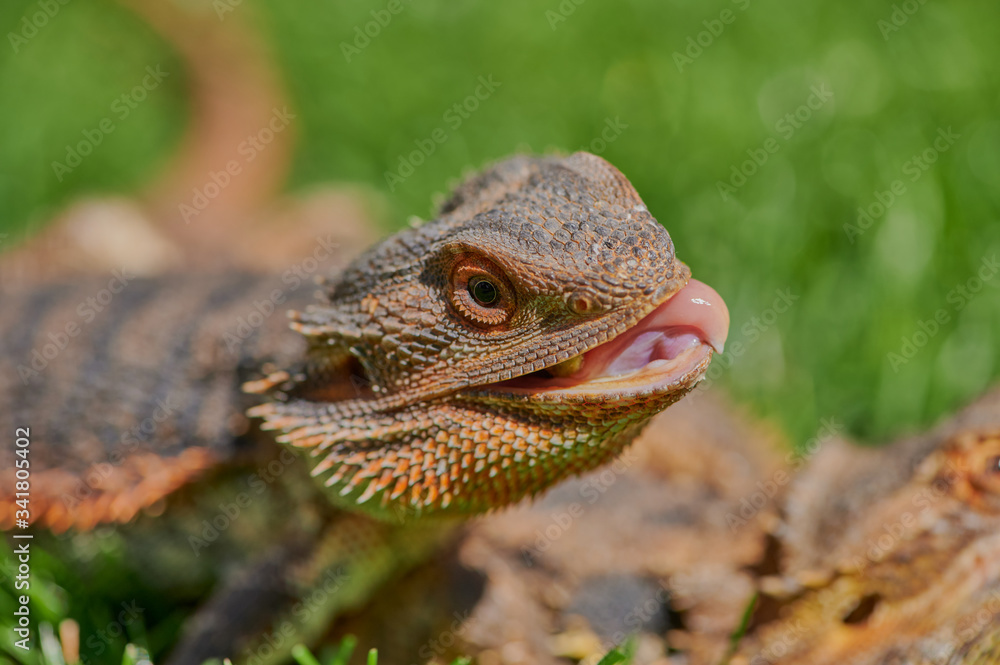Fototapeta premium bearded dragon (Bartagame) while eating a dandelion flower in the sunshine