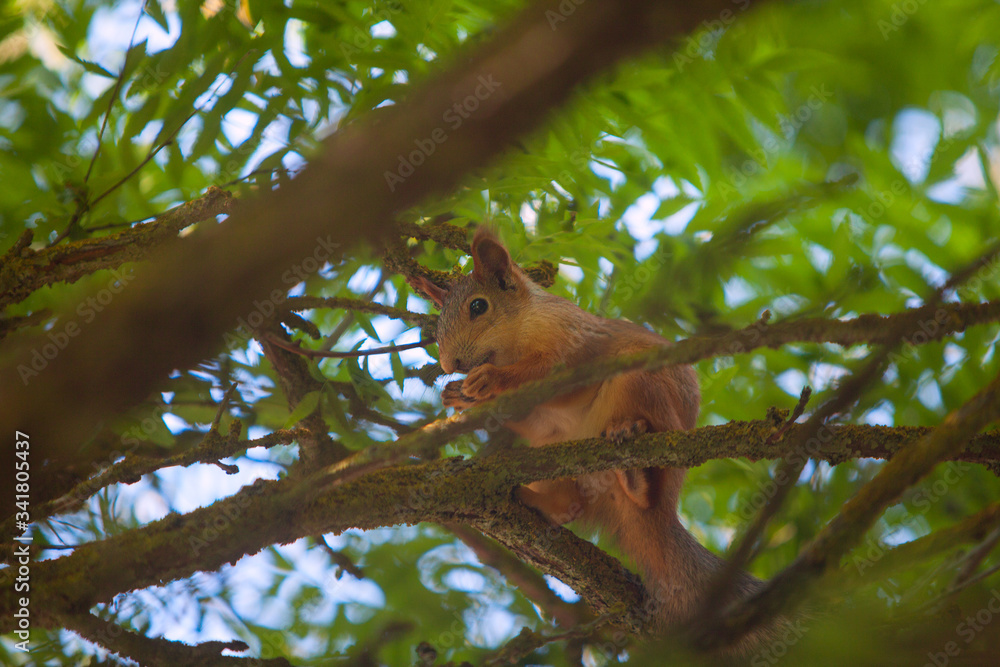 Beautiful red american squirrel sitting in forest Beautiful red american squirrel sitting in forest