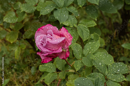 rosa rosa con goccioline d'acqua piovana su sfondo naturale verde photo