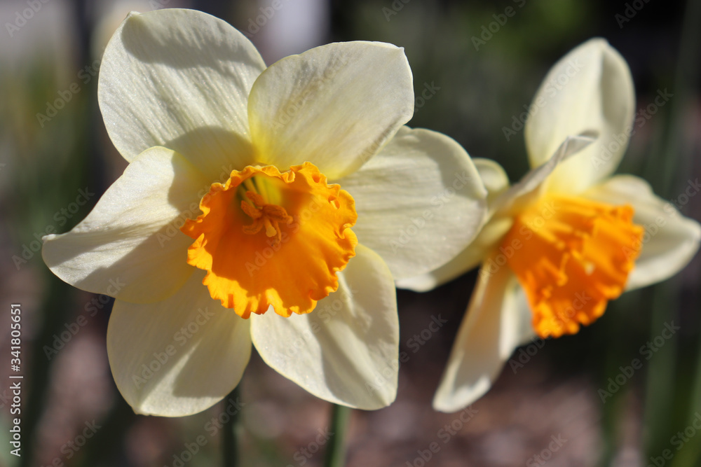 Closeup of white and orange daffodil among other daffofil flowers Closeup of white and orange daffodil among other daffofil flowers
