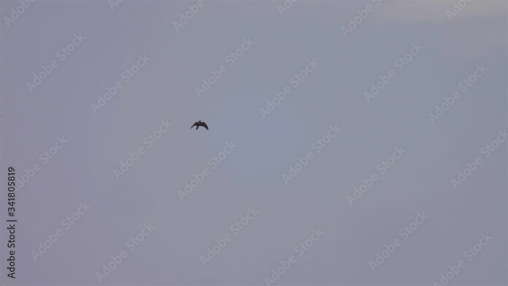 Bonellie's eagle display flight in the sky of the dead sea Bonellie's eagle display flight in the sky of the dead sea