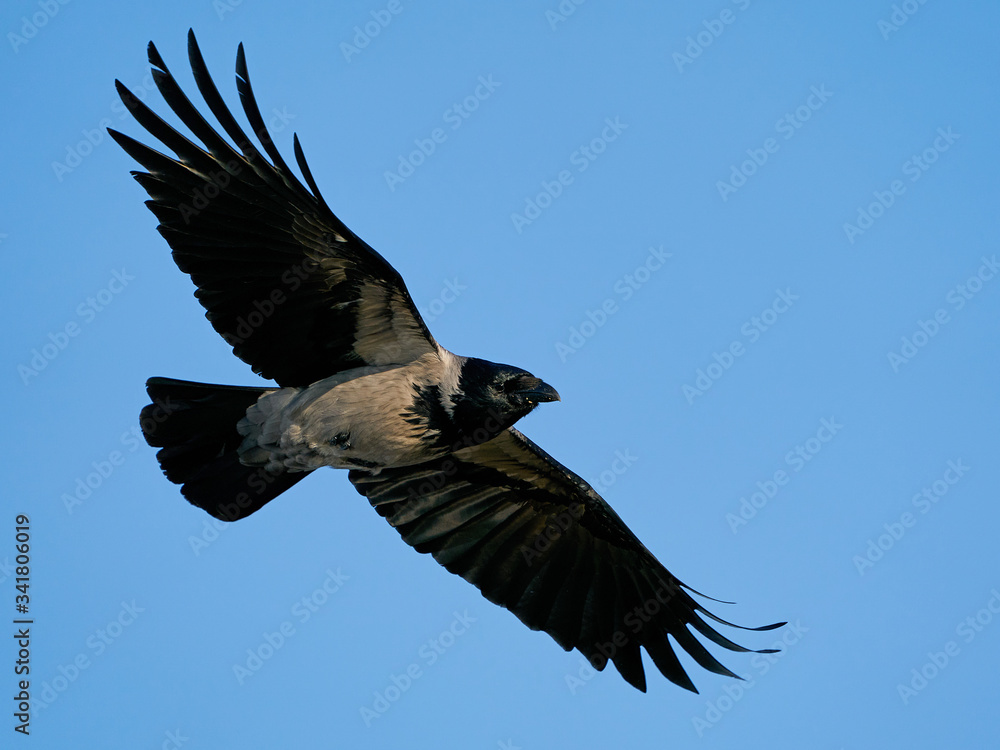 Hooded crow (Corvus cornix) in its natural habitat Hooded crow (Corvus cornix) in its natural habitat