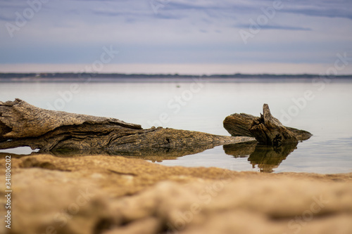 drift wood on a lake beach
