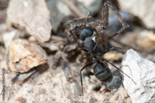 Ant Camponotus feae carrying a spider to the anthill. Integral Natural Reserve of Inagua. Gran Canaria. Canary Islands. Spain.