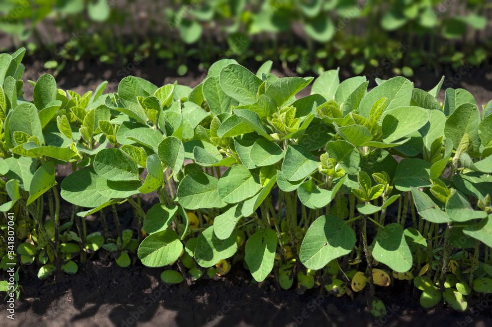 Tender fragile soybean sprouts close-up grow in rows in an agricultural field. Selective focus. Tender fragile soybean sprouts close-up grow in rows in an agricultural field. Selective focus.