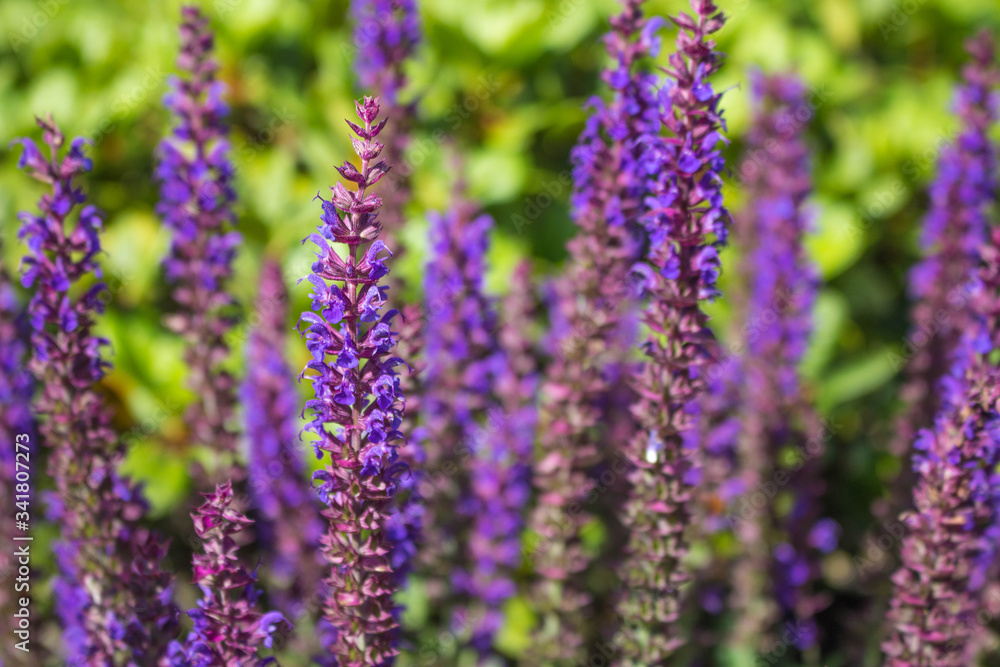 Blütensalbei/Salvia nemorosa Blütensalbei/Salvia nemorosa