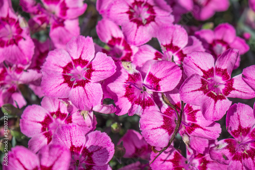 Pinke Garten-Nelke, Dianthus barbatus Barbarini Purple
