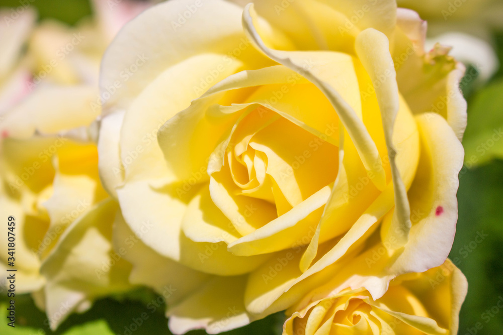 Rose Rose