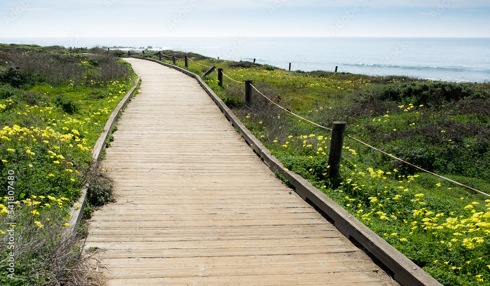 Wooden plank boardwalk bordered by yellow wildflowers wraps around a beach coastline