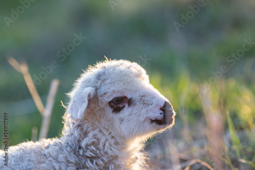 cute little lamb portrait spring background