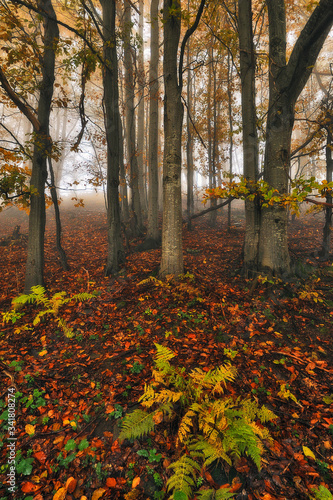 autumn forest. mysterious forest in the Carpathian mountains