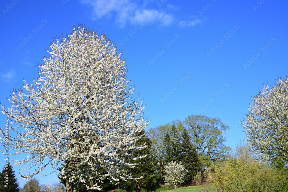 Landscape in Bavaria in spring with trees, grass, hills and flowering fruit trees against a blue sky Landscape in Bavaria in spring with trees, grass, hills and flowering fruit trees against a blue sky