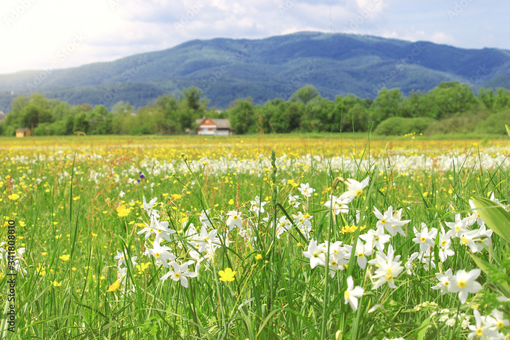 Nature landscape with flowering meadow of white wild growing narcissus flowers. Narcissus Valley in Ukrainian Carpathians, Khust Spring in mountains.