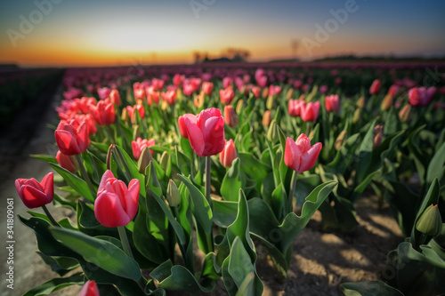 Tulip field. Beautiful tulip among tulips. close up. Growing flowers in spring.