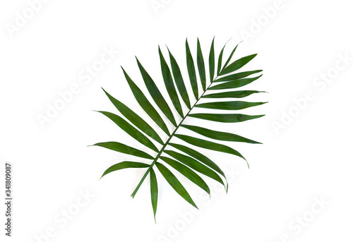 Tropical leaf palm tree on a white background. Top view  flat lay