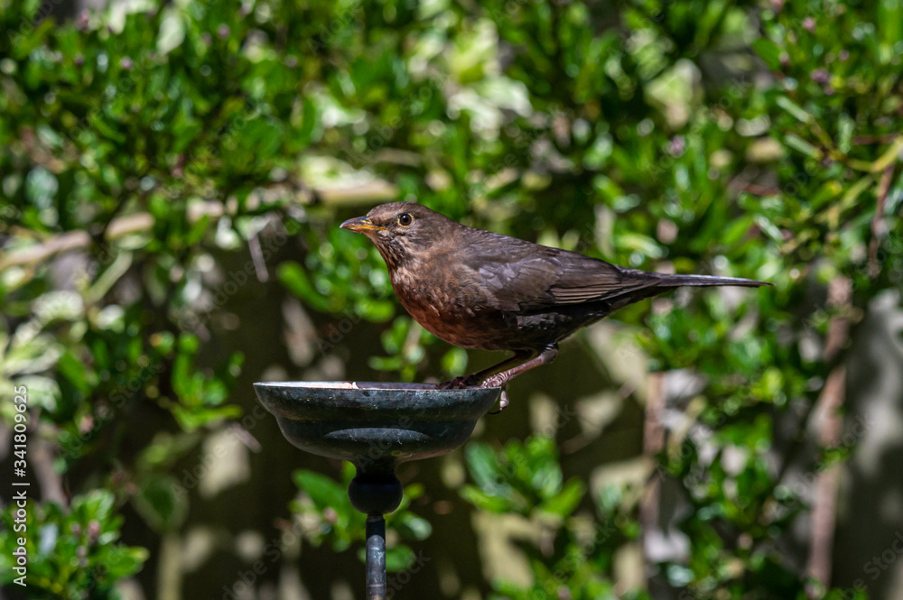 Female blackbird, Turdus merula, perched on suet garden bird feeder Female blackbird, Turdus merula, perched on suet garden bird feeder