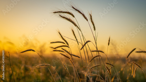Sunset between wheat spike