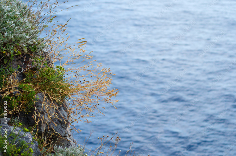 Plants and grass on the rock on the blue Mediterranean sea background