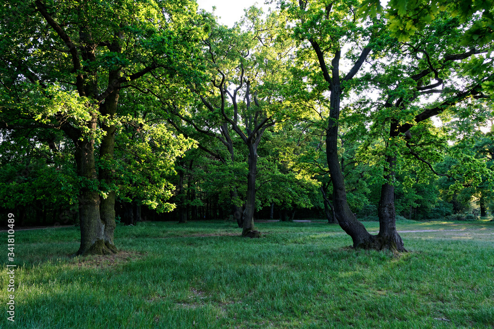 Fototapeta premium Oak tree in the park