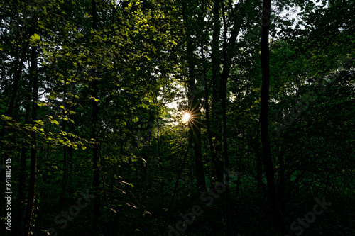 Sun shining through the trees