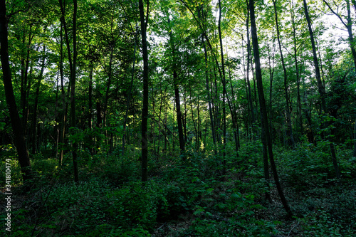 Sunlight in the forest