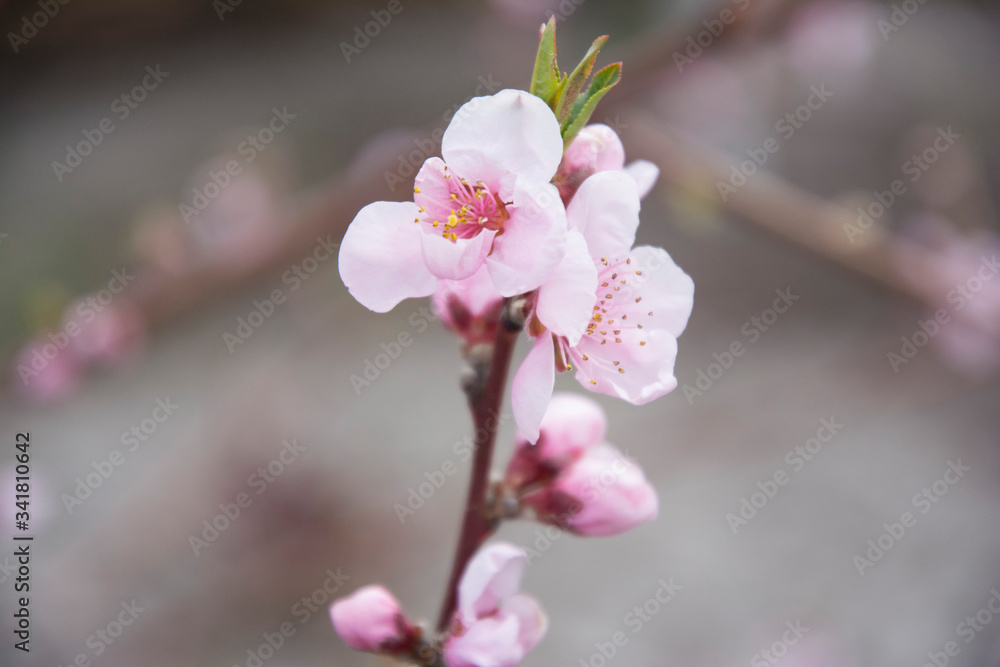 Blossoming background - beautifully tree in spring close-up. Blossoming background - beautifully tree in spring close-up.