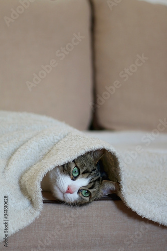 Cute tabby cat hiding under the blanket on a couch. Selective focus. © jelena990