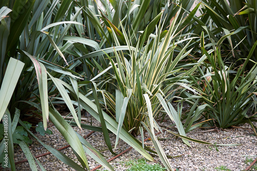 Phormium tenax photo