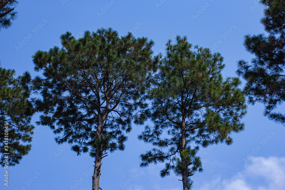 Fototapeta premium arboles