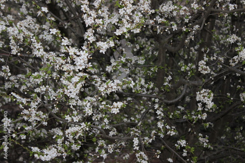 Fototapeta Naklejka Na Ścianę i Meble -  white flowers on the tree