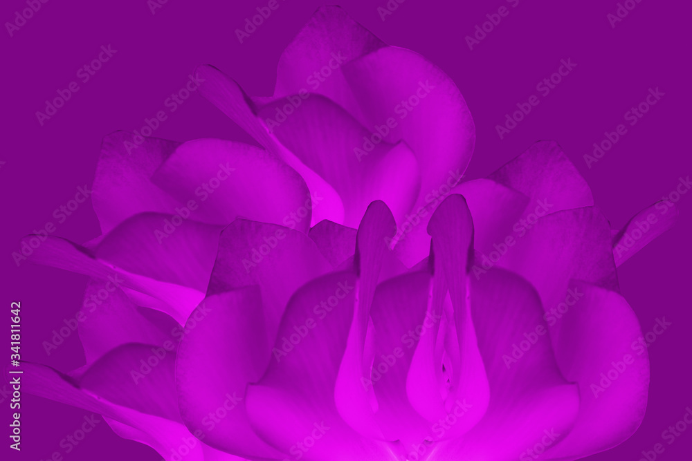 Background of pink Cyclamen persicum, a species of Primulaceae.Close up of floral background Background of pink Cyclamen persicum, a species of Primulaceae.Close up of floral background