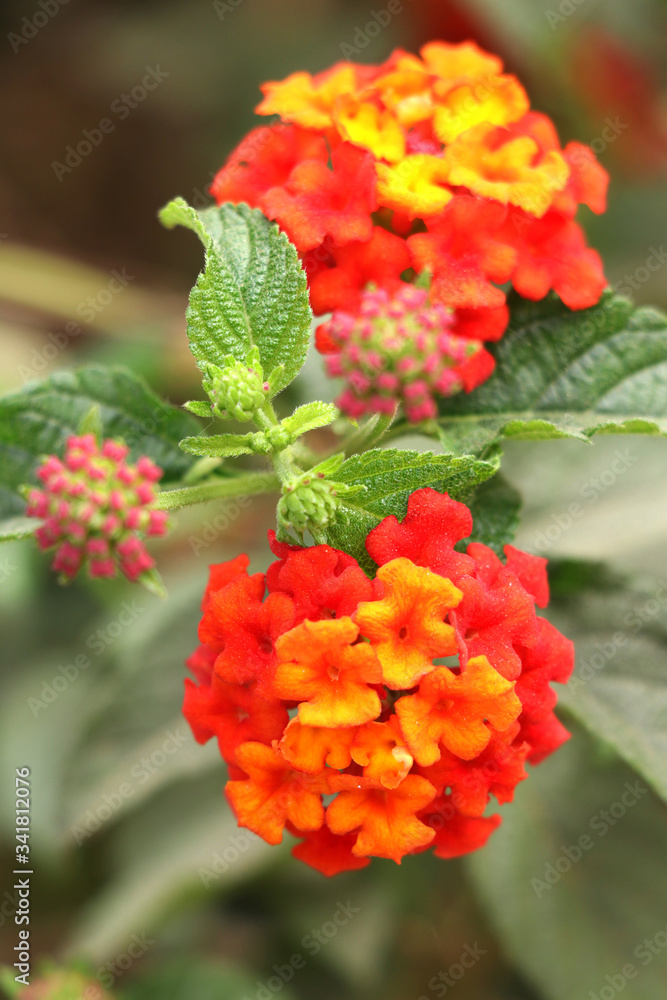 Lantana Camara also known as Spanish Flag or West Indian Lantana Lantana Camara also known as Spanish Flag or West Indian Lantana
