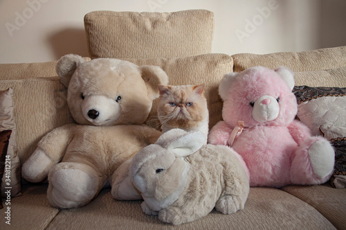 Persian cat and stuffed animal toy