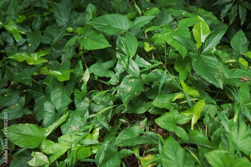 green leaves of plants in the forest in Indonesia during the day