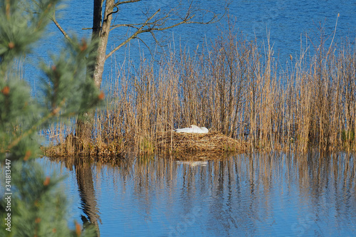 Female swan sits in a nest on eggs