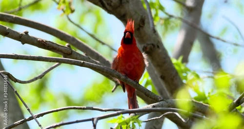 young male red cardinal sings in spring tree