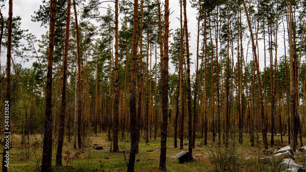 Fototapeta premium trees in the forest