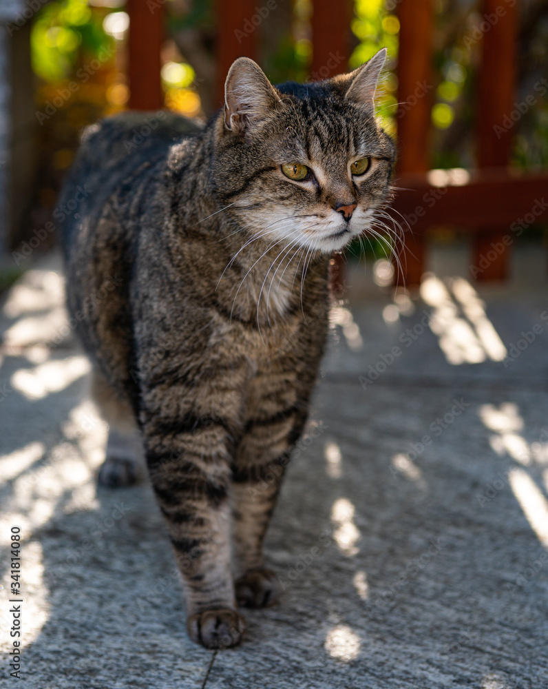cat standing in the garden