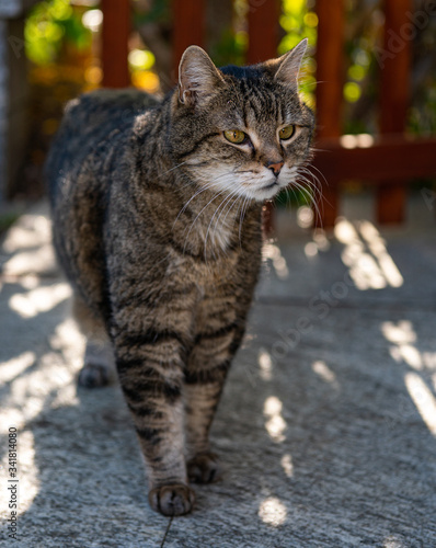 cat standing in the garden