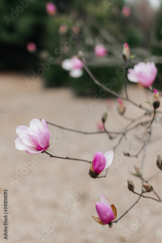 Pink magnolia is blooming on garden. Big pink flowers are blooming on the tree