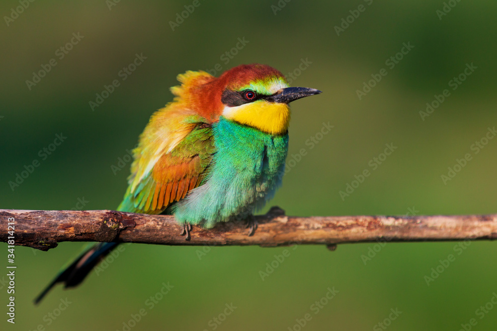 beautiful wild bird sits on a branch