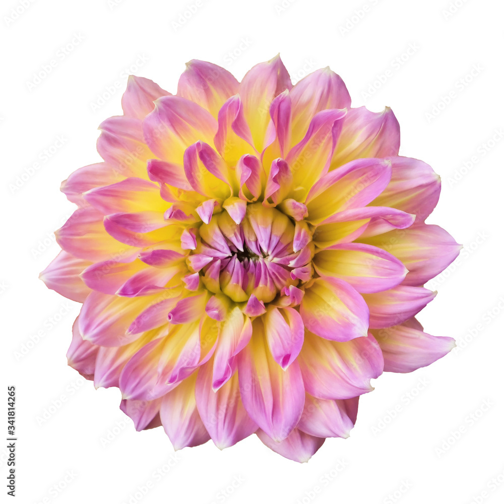 Fototapeta premium Blooming Dahlia flower isolated on white background.