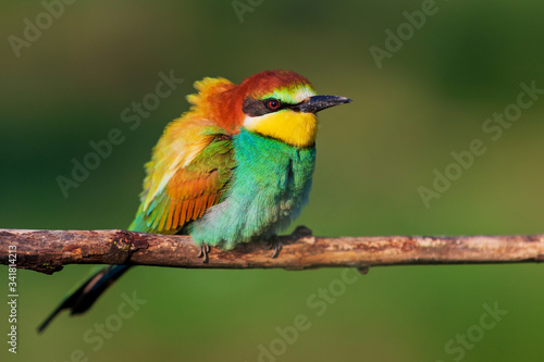 beautiful wild bird sits on a branch