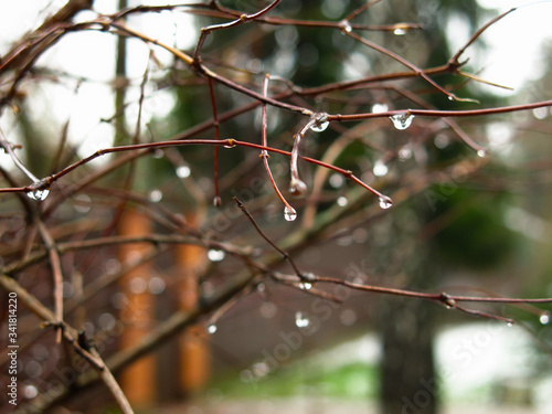 raindrops hang on wet thin branches © Lumatis